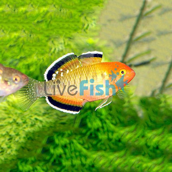 Empire Gudgeon 3cm