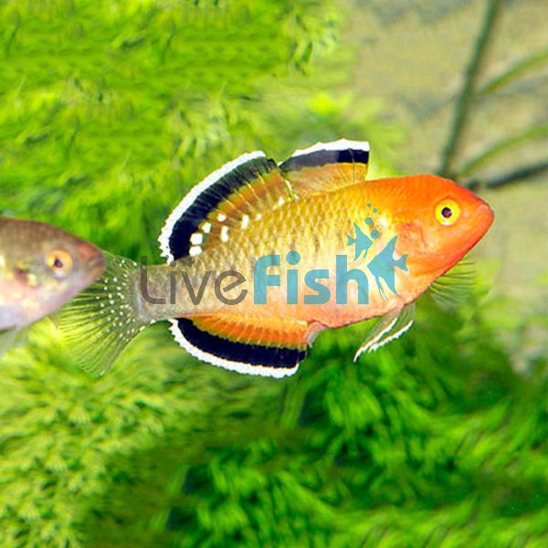 Empire Gudgeon 5cm