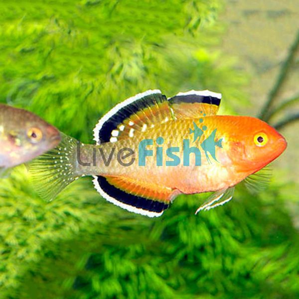 Empire Gudgeon 6cm 