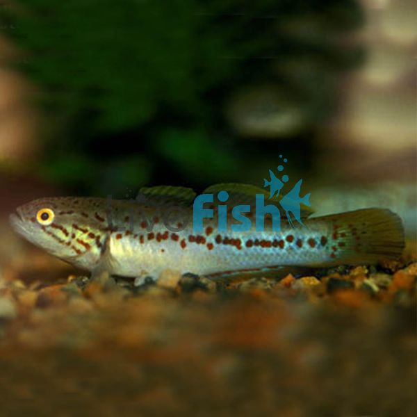 Gudgeon Purple Spotted - Northen 10cm