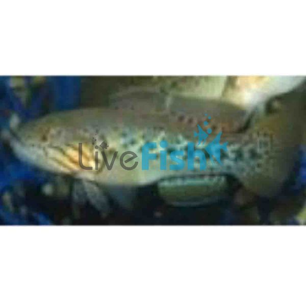 Gudgeon Purple Spotted - Northen 3.5cm