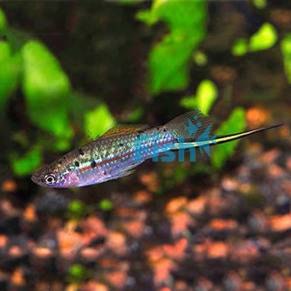 Guentheri Swordtail 4.5cm