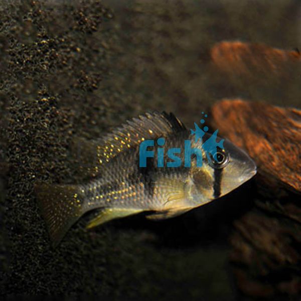 Bandit Cichlid 3.5cm