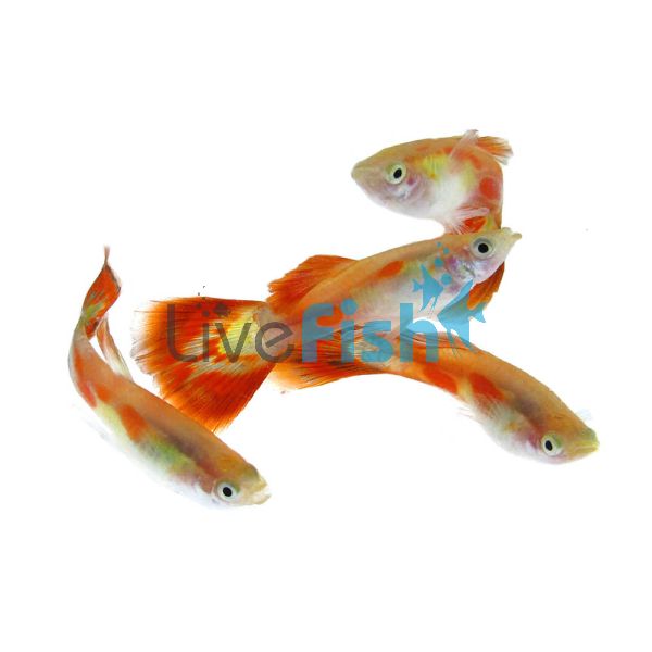 Male Pineapple Mosaic Guppy 3.5cm
