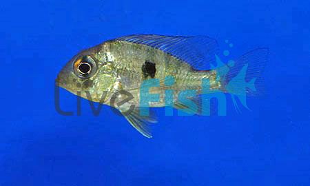 Gymnogeophagus Balzanii 8cm