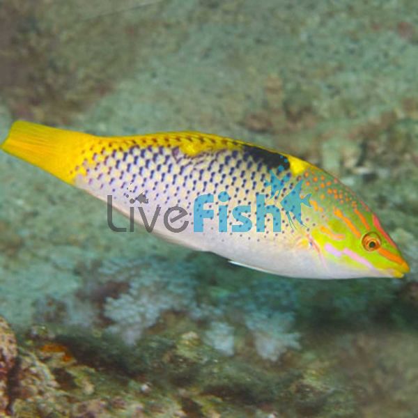 Checkerboard Wrasse - Medium Adult