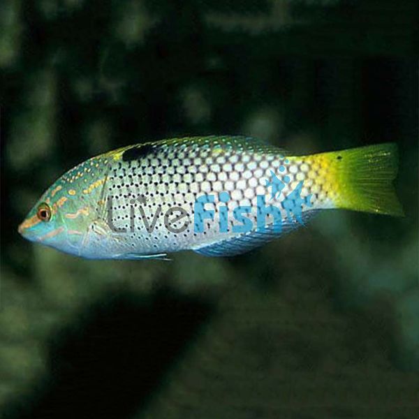 Checkerboard Wrasse - Small