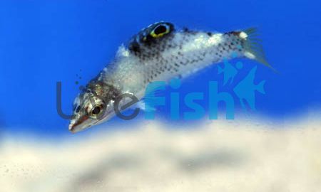 Checkerboard Wrasse - Medium Juvenile