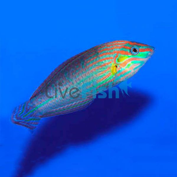 Orange Tipped Rainbow Wrasse - Medium