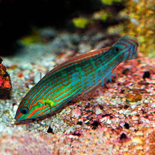 Vrolik's Wrasse - Medium