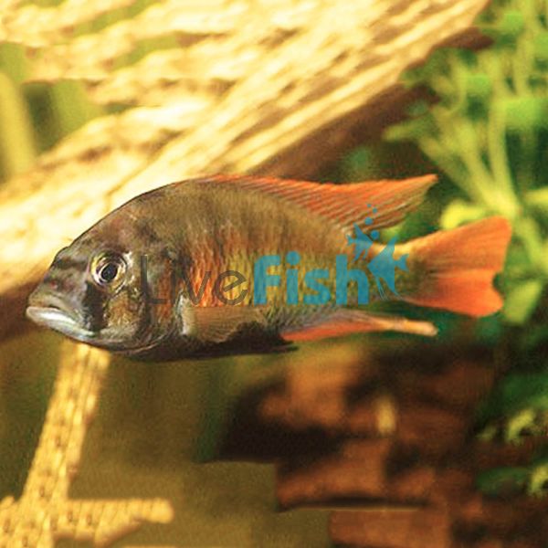 Flame Back Cichlid 3.5cm
