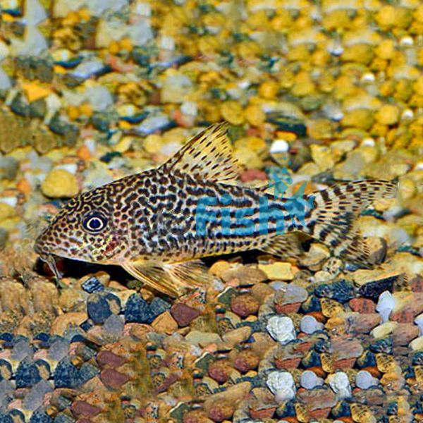 Corydoras Haraldshultzi - Wild Caught 5cm