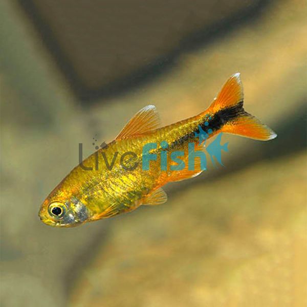 Blushing Silver Tip Tetra 3cm