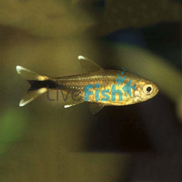 Silver Tip Tetra 3.5cm