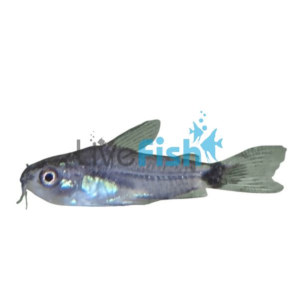Hastatus Corydoras 1.5cm