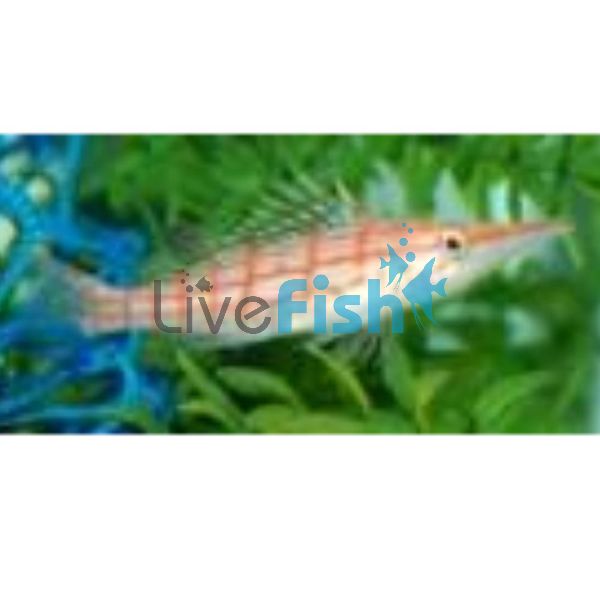 Hawkfish Longnose - Medium