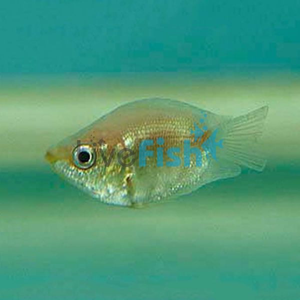 Balloon Pink Kissing Gourami (Short Body) 5cm