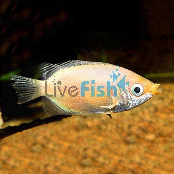 Pink Kissing Gourami 11cm