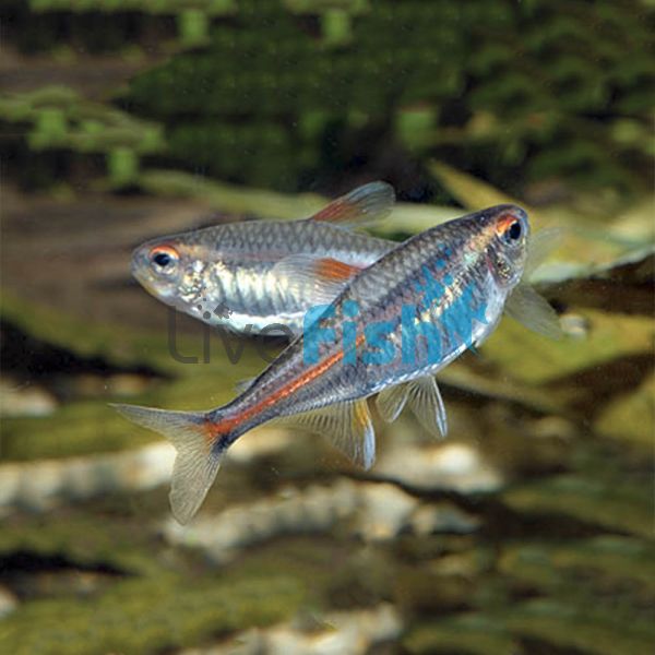 Glolite Tetra 3cm