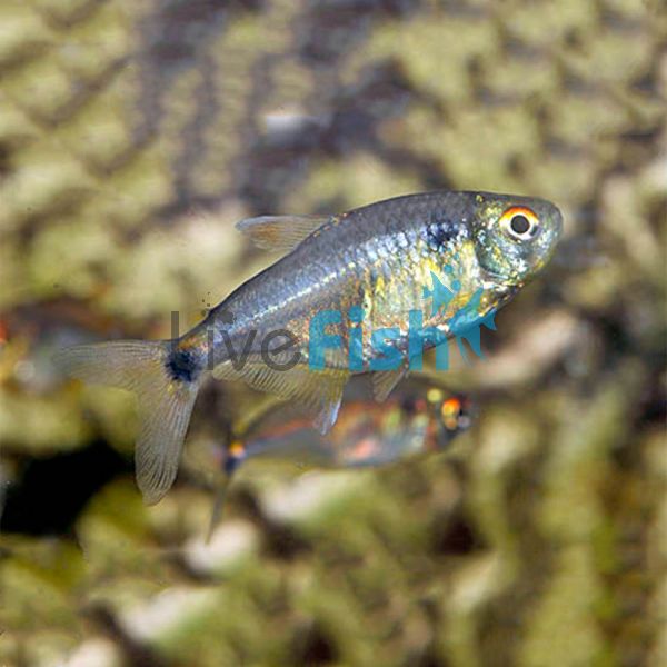 Head & Tail Light Tetra 1cm