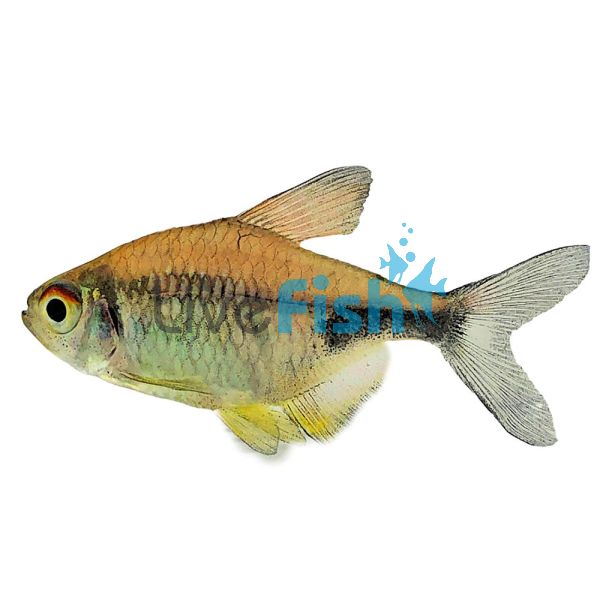 Pretty Tetra 3.5cm