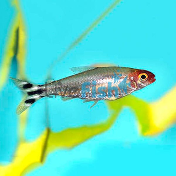 Brilliant Head Rummynose Tetra 3.5cm 