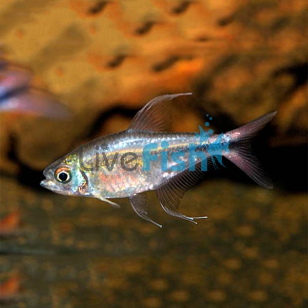 Phoenix Tetra 4cm