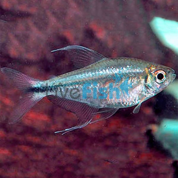 Phoenix Tetra 3cm