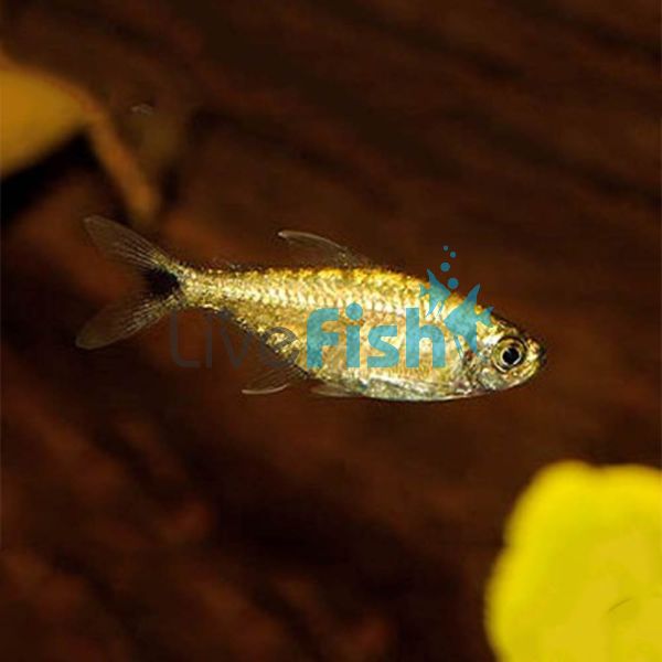 Gold Tetra 2.5cm