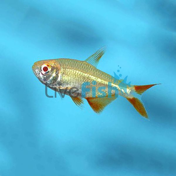 Gold Buenos Aires Tetra 4cm 