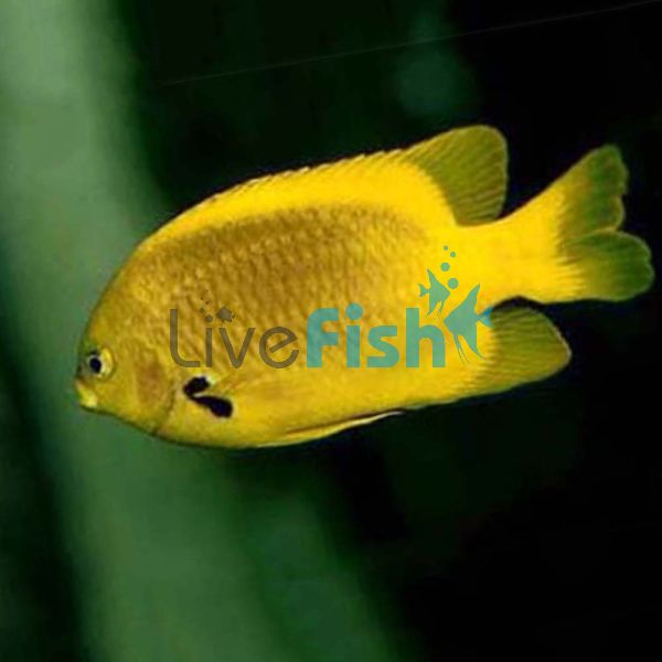 Male Heraldi Angelfish - XLarge