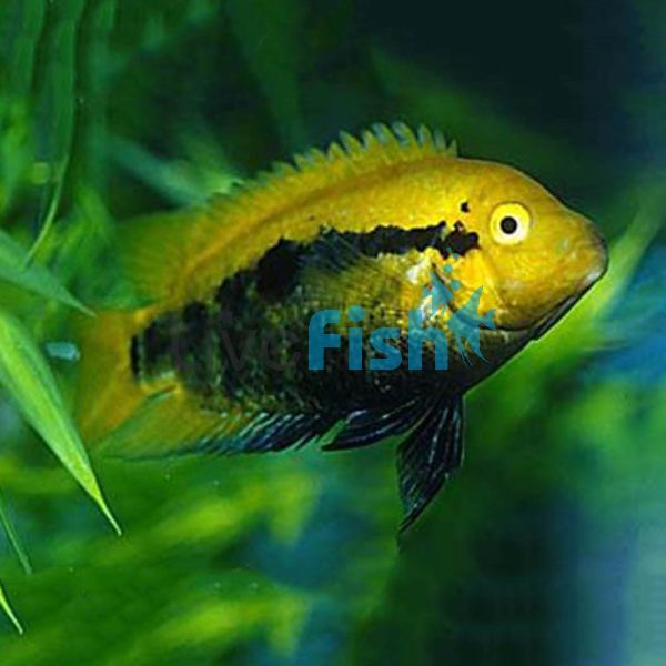 Rainbow Cichlid 4cm