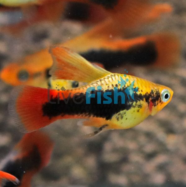 Hi Fin Variatus Tuxedo Platy 4cm