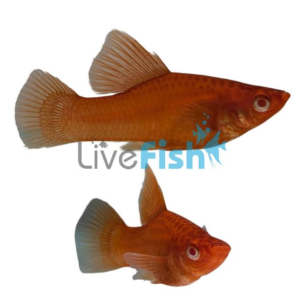 Hi-Fin Red Swordtail 5cm