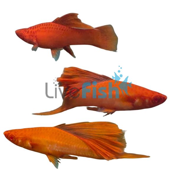 Hi Fin Blood Red Swordtail 5cm