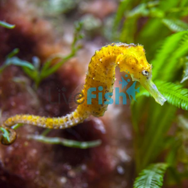 Slender Seahorse 7cm