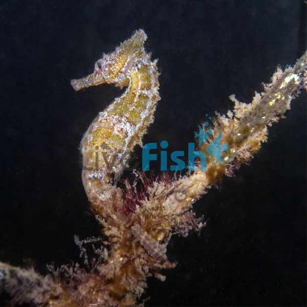 White Seahorse 7cm