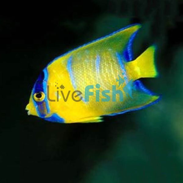 Blue Angelfish - Medium Juvenile