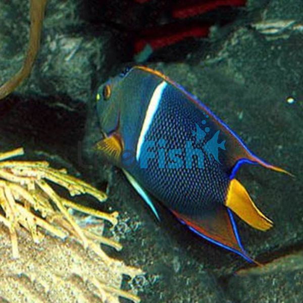 Passer-King Angelfish - Small