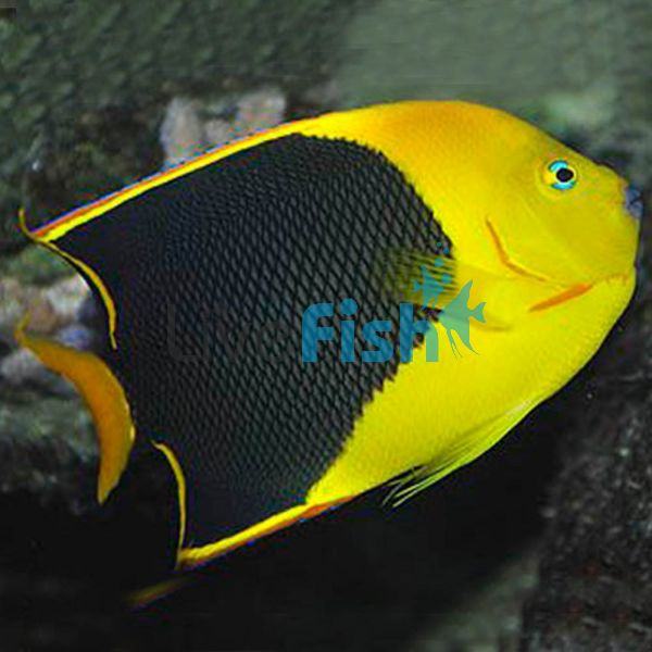 Rock Beauty Angelfish - Medium