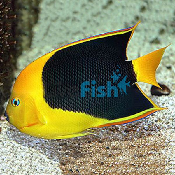 Rock Beauty Angelfish - Small
