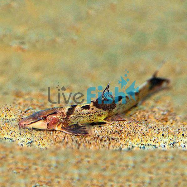 Lizard Fish 5cm