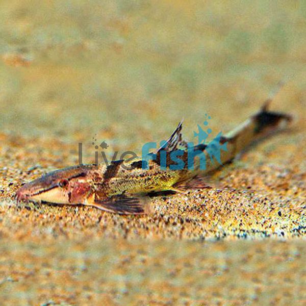 Lizard Fish 7cm
