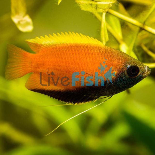 Honey Dwarf Gourami - Wild India 3cm