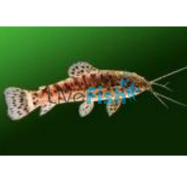 Hoplosternum Pectorale 3.5cm