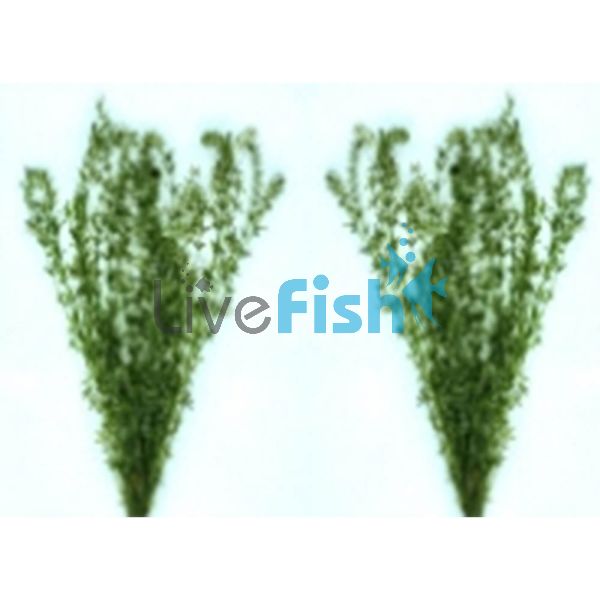 Hydrilla Bunch