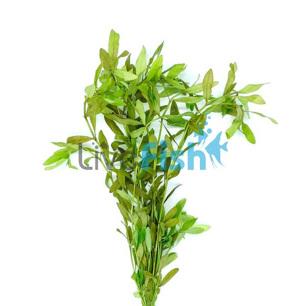 Hygrophila Polysperma 