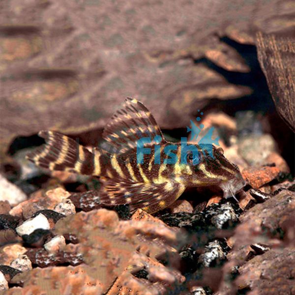 Hypancistrus Debilitteral 3.5cm