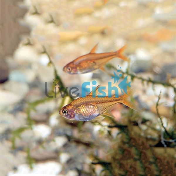 Fire - Ember Tetra 2cm