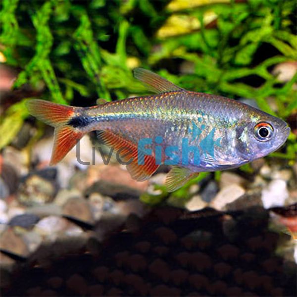 Buenos Aires Tetra 3.5cm